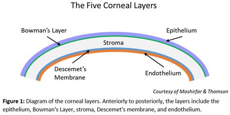 [Figure, Figure 1: Diagram of corneal layers Illustrated by Andrew ...