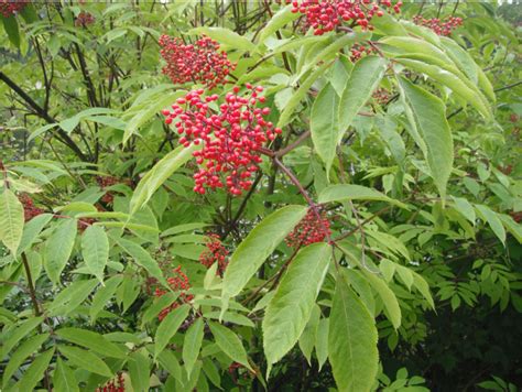 Red Elderberry, Sambucus racemosa | Native Plants PNW