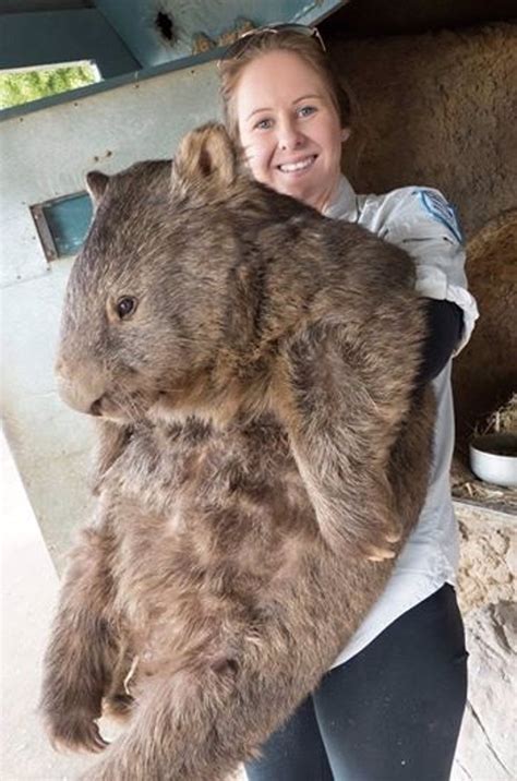 Se puede tener un quokka en España legalmente? - Forocoches