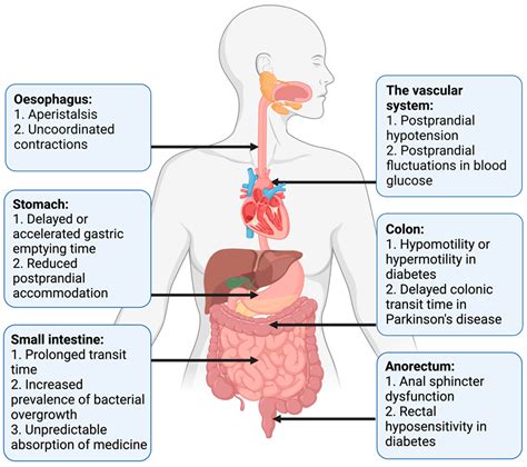 JCM | Free Full-Text | Assessment of Gastrointestinal Autonomic ...