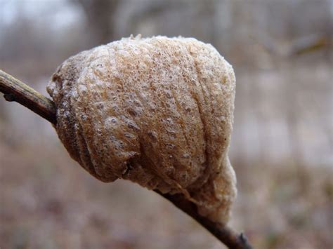 Praying Mantis Egg Case