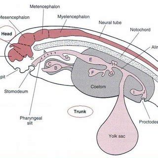 (PDF) Comparative Anatomy of the Vertebrates: Let’s Explore?