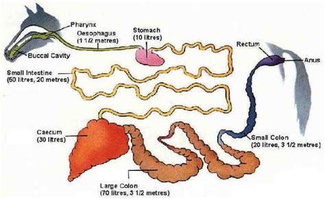 Horse - Animal Digestion