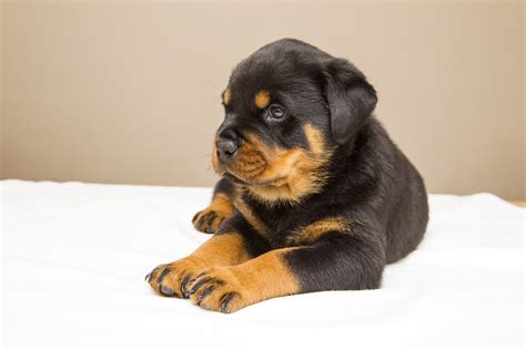 Rottweiler Puppy Price in India (2023) | Breeders, Care Tip