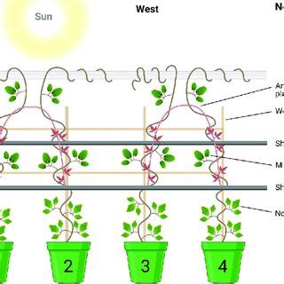 (PDF) Boquila trifoliolata mimics leaves of an artificial plastic host ...