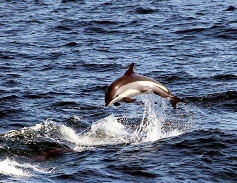 Atlantic White-sided Dolphin | Dolphins, Dolphin images, Marine animals