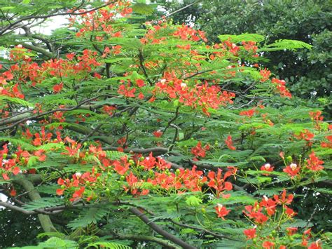 Flame of the Forest Tree at Fort Canning Park, Singapore | Flickr