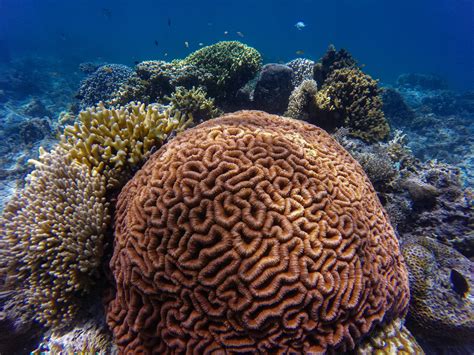 Coral Reef Underwater · Free Stock Photo