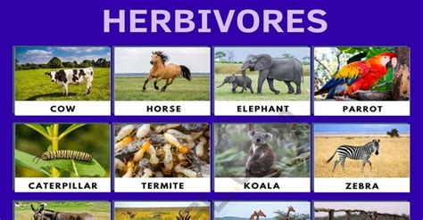 Herbivore: List of Herbivore Animals with Interesting Facts • 7ESL | Animals, Herbivore, Herbivores