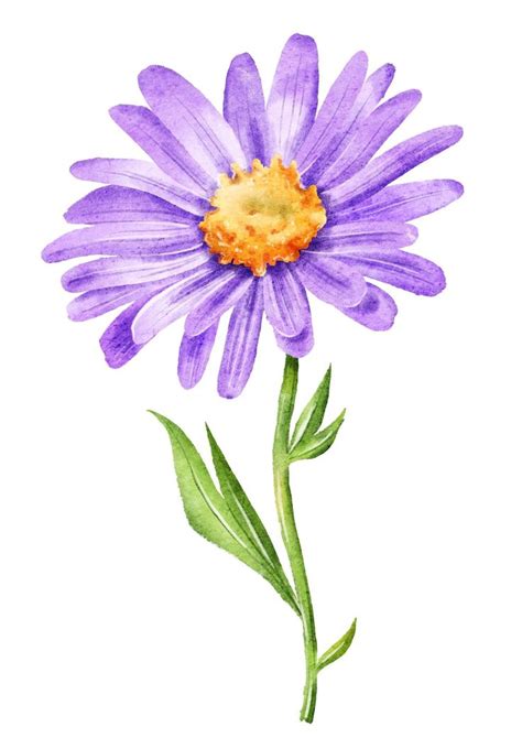 Aster a color in 2023 | Flower painting, Flower drawing, Plant painting