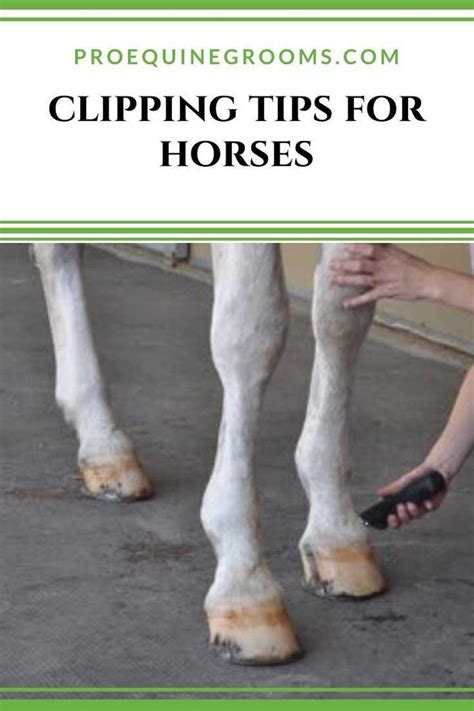 Horse clipping tips – Artofit