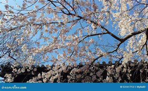 Cherry Flower in Tokyo Shrine Stock Image - Image of beautiful, blossom: 53141713