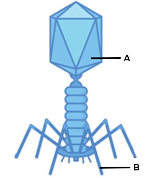 Gambarkan Struktur Tubuh Bakteriofag Lengkap Dengan Keterangan Bagian ...