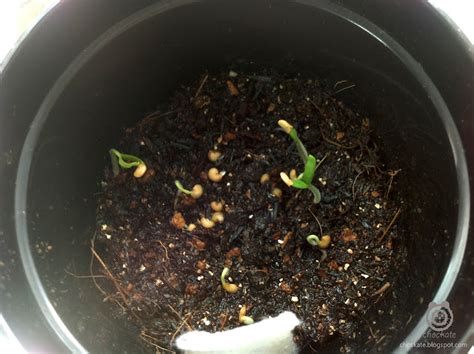 chockate: Eggplant Seed Germination