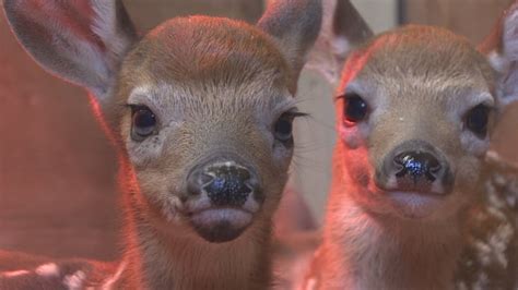 Hope for Wildlife veterinarian program taking flight | CBC News