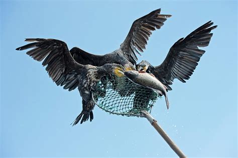 Cormorant Fishing In China Photograph by Tony Camacho - Pixels