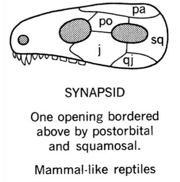 Lab Practical 2: Synapsid, Diapsid and Anapsid Flashcards | Quizlet