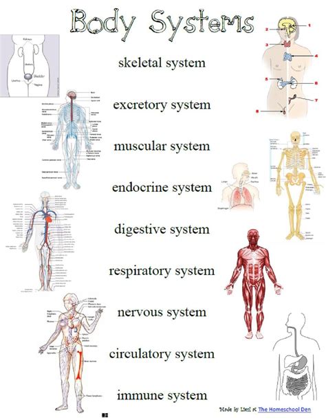 Image for What is the body system | PROJECT | Pinterest | Body systems