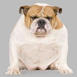 Fat Dog / 15 061 Fat Dog Photos Free Royalty Free Stock Photos From Dreamstime - Terri Shatepon