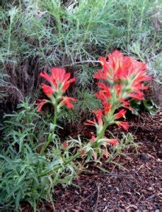 DryStoneGarden » Blog Archive » Indian Paintbrush and The Watershed Nursery