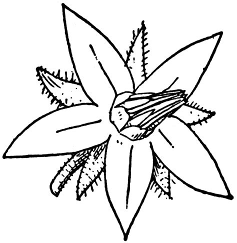 Borage | ClipArt ETC