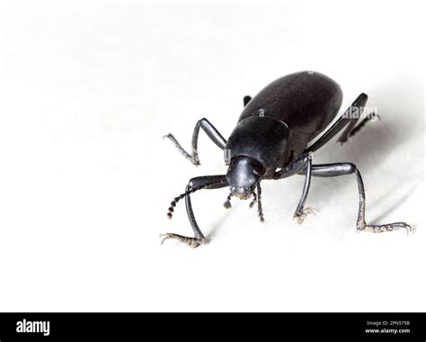 A Close up of a Black Beetle also called Pinacate Beetle or Stink Bug ...