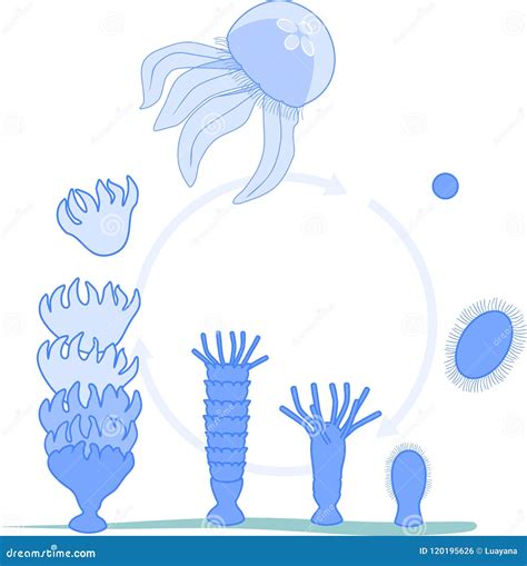 Developmental Stages of Jellyfish Life Cycle Stock Vector ...