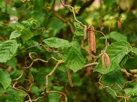 Contorted Filbert Trees: Tips On Caring For A Contorted Hazelnut Tree