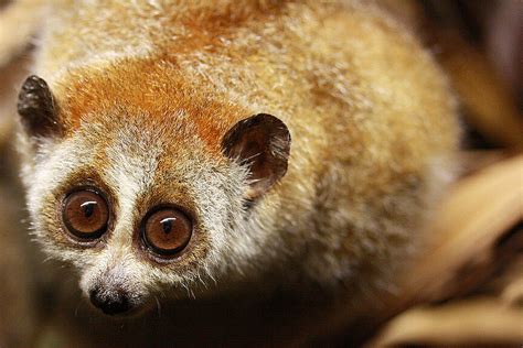 Pygmy Slow Lorises: Meet them at Zoo Leipzig!