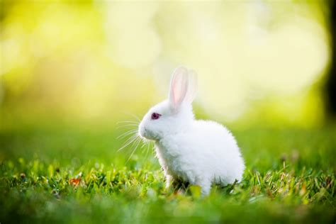 🔥 [77+] Rabbit Wallpapers For Desktop | WallpaperSafari