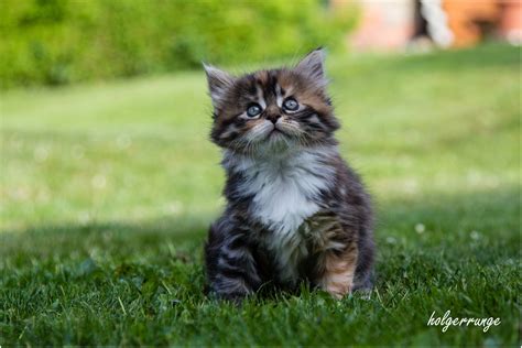 Katzenbabys 2 Foto & Bild | natur, tiere, haustiere Bilder auf fotocommunity