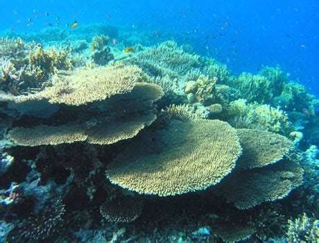 Table Coral Reef: Sea Gallery on Sea and Sky