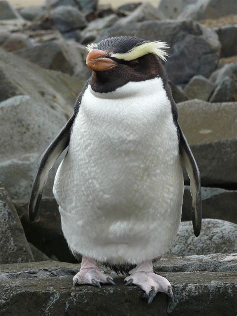 นกเพนกวินยอดเขา Fiordland Penguin | Aves exóticas, Aves, Pinguinos