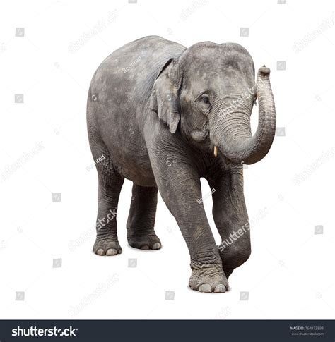 Baby Elephant On White Background Stock Photo 764973898 | Shutterstock