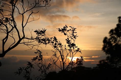 Premium Photo | Tree branch with leaves and sunset colorful and silhouette background