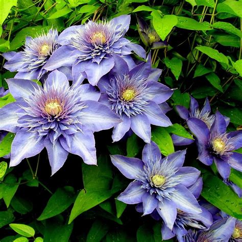 There will be purple stars on the clematis, and year after year its ...