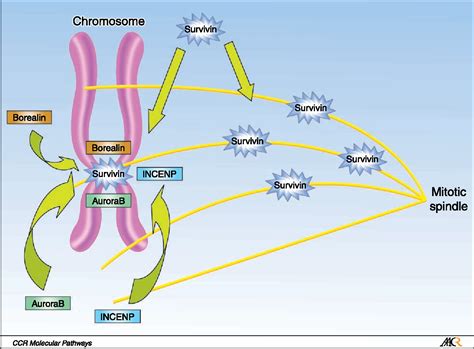 Negative Regulation of Apoptosis | Semantic Scholar