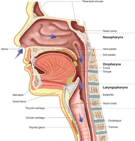 Understanding The Airway Part 2 — Hands On Therapeutics