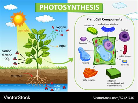 Diagram showing process photosynthesis in plant Vector Image