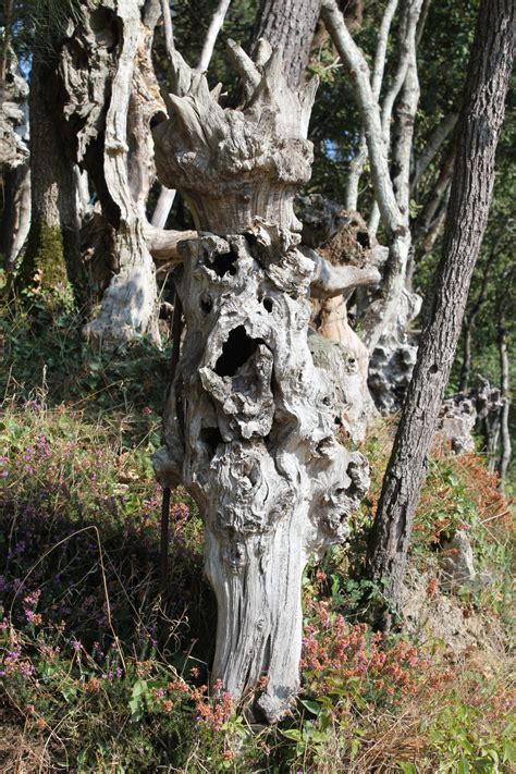 Images Gratuites : arbre, plante, tronc, botanique, visage, sculpture ...