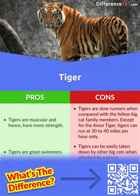 Lion vs Tiger: 10 Major Differences You Need To Know | Difference 101