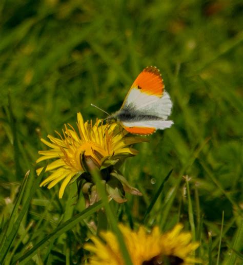 May 19th Orange Tip Butterfly - Goodenbergh Leisure