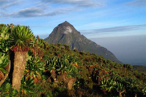 7 Reasons to Visit Volcanoes National Park, Rwanda | Ujuzi African Travel