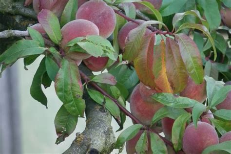 A Dwarf Peach | focusonflowers - Indiana Public Media