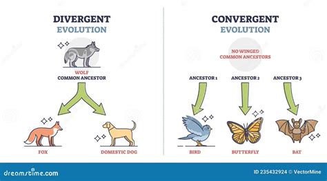 Divergent Vs Convergent Evolution With Ancestors Development Outline Diagram Vector Illustration ...