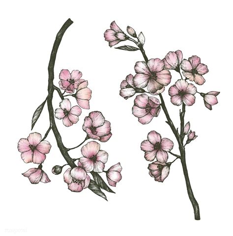 Hand drawn of sakura flower | free image by rawpixel.com Cherry Blossom Drawing, Cherry Blossom ...