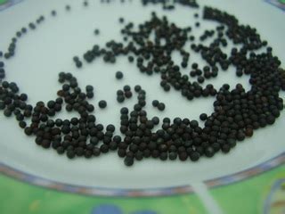 Basil Seed Biji Selasih In English / Biji Selasih 1kg - Tergantung Juri