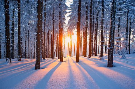 4K free download | Sunset in the woods, sunset, trees, woods, forest, snow, winter, HD wallpaper ...