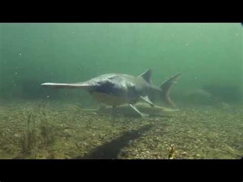 Paddlefish: Anatomy of a Living Fossil - YouTube