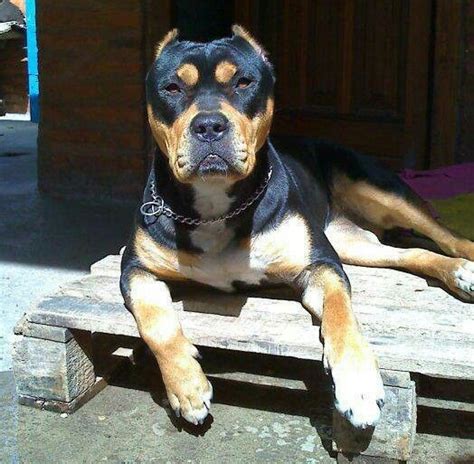 12 Unreal Rottweiler Cross Breeds You Have To See To Believe